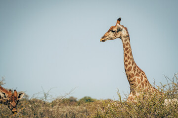 Portrait einer Giraffe im blühenden Kameldorn-Busch im Etosha-Nationalpark