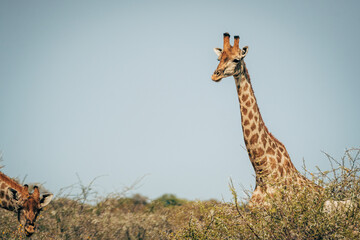 Portrait einer Giraffe im blühenden Kameldorn-Busch im Etosha-Nationalpark