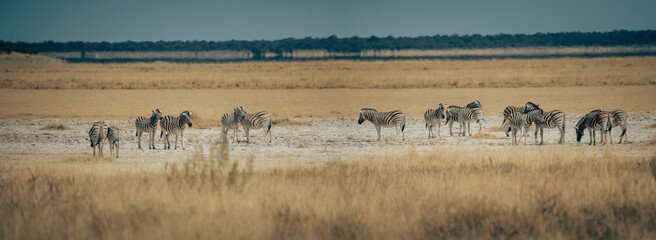Obraz na płótnie Canvas Panoramabild - Gruppe Zebras in der Trockensavanne (Etosha Nationalpark, Namibia)