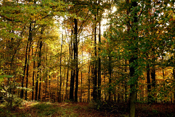 Blick in einen herbstlichen Wald von einem Waldweg dieser links im Bild gesäumt von zahlreichen Bäumen noch viele Blätter an den Bäumen rot gelb orange grün sonnendurchflutet