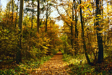 Blick in einen herbstlichen Wald von einem Waldweg dieser mittig im Bild gesäumt von zahlreichen Bäumen noch viele Blätter an den Bäumen rot gelb orange grün sonnendurchflutet