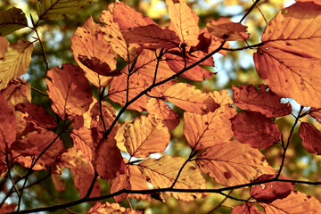 Close up Nahaufnahme mehrere Buchenblätter  an einem Zweig herbstlich orange gefärbt natürlicher grüner Hintergrund unscharf bokeh