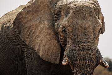 Obraz na płótnie Canvas Close Up von einem Afrikanischen Elefanten im Etosha Nationalpark an einem Wasserloch (Namibia)