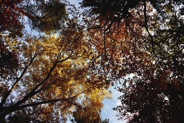 Blick nach oben in die Baumkronen im Wald Blätter in herbstlichen Farben vom Sonnenlicht durchflutet hellblauer Himmel im Hintergrund
