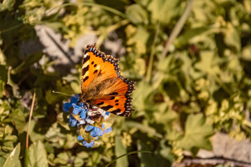 Macro of aglais urticae, small tortoiseshell butterfly, at the famous Tannheimer Tal valley,...