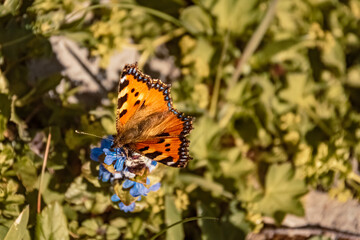 Macro of aglais urticae, small tortoiseshell butterfly, at the famous Tannheimer Tal valley, Tannheim, Tyrol, Austria