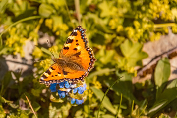 Macro of aglais urticae, small tortoiseshell butterfly, at the famous Tannheimer Tal valley, Tannheim, Tyrol, Austria