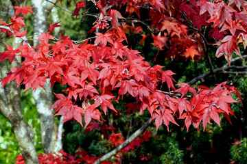 Close up Nahaufnahme zahlreiche Bl&auml;tter vom F&auml;cherahorn Blutahorn an einem Zweig am Baumstamm nat&uuml;rlicher gr&uuml;ner Hintergrund unscharf bokeh