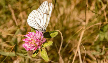 Aporia crataegi, black-veined white butterfly, at the famous schattberg mountain, Saalbach-Hinterglemm, Salzburg, Austria