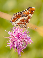 Macro of araschnia levana, map butterfly, near Bad Griesbach, Bavaria, Germany