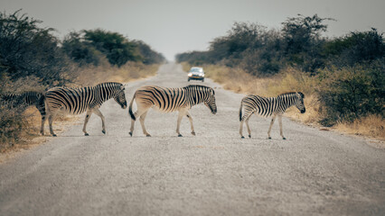 Fototapeta na wymiar Zebras überqueren eine Straße im Etosha Nationalpark, Namibia