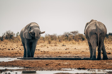 Zwei Afrikanische Elefanten im Etosha Nationalpark an einem Wasserloch (Namibia)