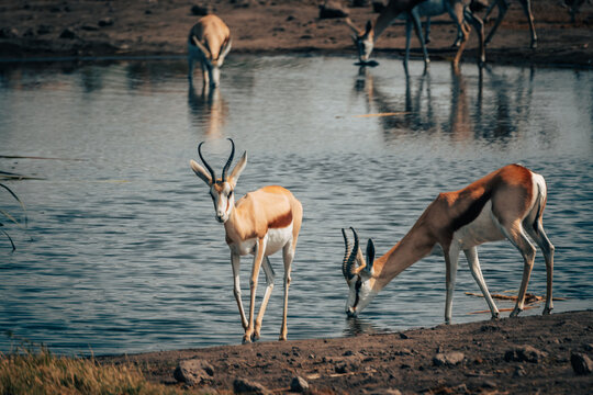 Springb&ouml;cke (Antidorcasan) einem Wasserloch im Etosha Nationalpark (Namibia)