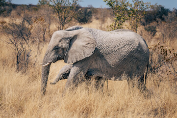 Elefanten-Kuh mit Jungtier streift durch das hohe Gras im Busch des Etosha-Nationalparks (Namibia)