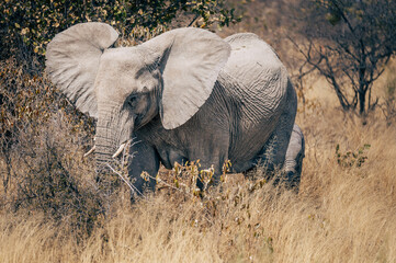 Elefanten-Kuh mit Jungtier streift durch das hohe Gras im Busch des Etosha-Nationalparks (Namibia) - obrazy, fototapety, plakaty