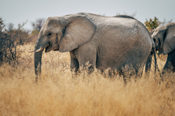 Fototapeta premium Zwei Elefanten-Kühe streifen durch das hohe Gras im Busch des Etosha-Nationalparks (Namibia)