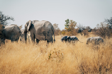 Obraz premium Zwei Elefanten-Kühe mit Jungtier streifen durch das hohe Gras im Busch des Etosha-Nationalparks (Namibia)