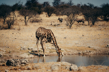 Fototapeta na wymiar Einzelne Giraffe trinkt an einem Wasserloch im Etosha Nationalpark (Namibia)