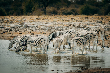 Fototapeta na wymiar Gruppe Zebras an einem Wasserloch im Etosha Nationalpark, Namibia