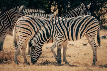 Fototapeta na wymiar Close Up - Zebras in der Abendsonne (Etosha Nationalpark, Namibia)
