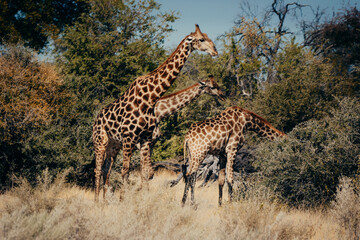 3 Giraffen fressen von Bäumen im Etosha-Nationalpark (Namibia)