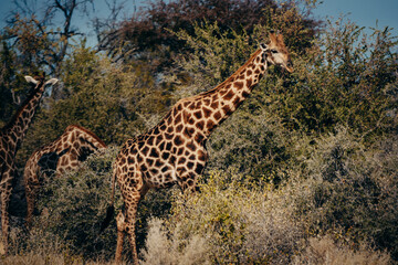 3 Giraffen fressen von Bäumen im Etosha-Nationalpark (Namibia)