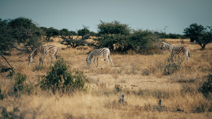 Äsende Zebras in der Abendsonne im Busch stehend  (Etosha Nationalpark, Namibia)