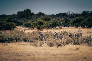 Fototapeta na wymiar Gruppe Zebras läuft über die Trockensavanne (Etosha Nationalpark, Namibia)