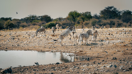 Steppenzebra-Hengste kämpfen an einem Wasserloch im Etosha Nationalpark (Namibia)