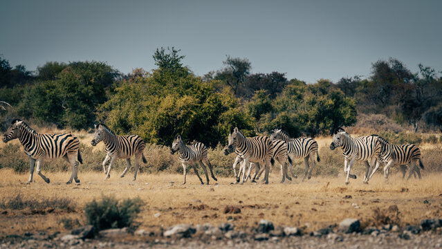 Gruppe Zebras l&auml;uft &uuml;ber die Trockensavanne (Etosha Nationalpark, Namibia)