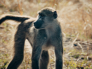 Einzelner Bärenpavian (Papio ursinus) läuft durch das Gras am Ufer des Kwando River (Caprivi, Namibia)