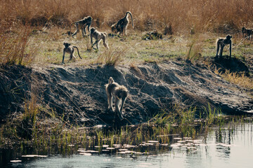 Gruppe Bärenpaviane (Papio ursinus) am Ufer des Kwando River (Caprivi, Namibia) kurz nach Sonnenaufgang