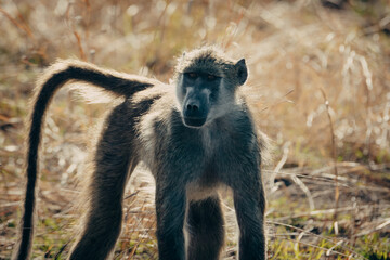 Einzelner Bärenpavian (Papio ursinus) läuft durch das Gras am Ufer des Kwando River (Caprivi,...
