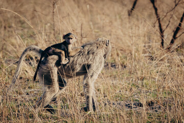 Bärenpavian-Weibchen (Papio ursinus) mit Baby auf dem Rücken läuft durch das Gras am Ufer des Kwando River (Caprivi, Namibia)