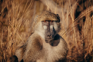 Portrait eines jungen männlichen Bärenpavian (Papio ursinus) am Ufer des Kwando River (Caprivi, Namibia) kurz nach Sonnenaufgang