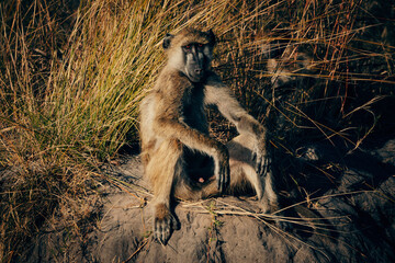 Junger männlicher Bärenpavian (Papio ursinus) am Ufer des Kwando River (Caprivi, Namibia) kurz nach Sonnenaufgang