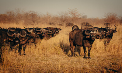 Kaffernbüffel (Syncerus caffer) in der Morgensinne am Ufer des Kwando River (Caprivi, Namibia)
