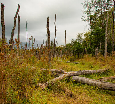 Dead trees in a Maine Marsh