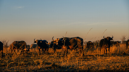 Kaffernbüffel (Syncerus caffer) in der Morgensinne am Ufer des Kwando River (Caprivi, Namibia)