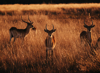 Letschwe Antilopen (Kobus leche) am Ufer des Kwando River bei Sonnenuntergang, Caprivi, Namibia