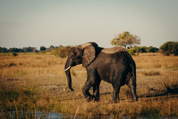 Fototapeta premium Einzelner Afrikanischer Elefant streift in der Abendsonne durch die Uferzone des Kwando (Caprivi, Namibia)