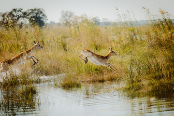 Durch das Wasser springende Letschwe Antilopen (Kobus leche) am Ufer des Kwando River, Caprivi, Namibia
