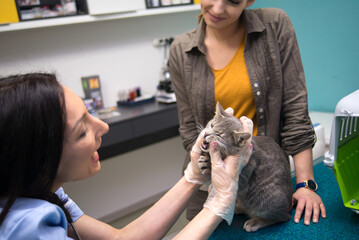 Woman veterinarian examining cat in veterinary clinic