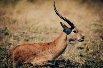 Portrait einer sitzenden männlichen Letschwe Antilope (Kobus leche) am Ufer des Kwando River, Caprivi, Namibia