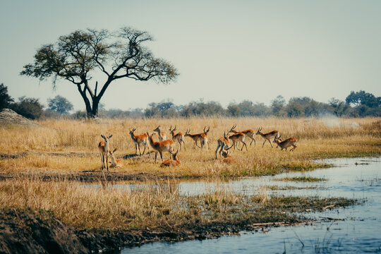 Letschwe Antilopen (Kobus leche) am Ufer des Kwando River, Caprivi, Namibia