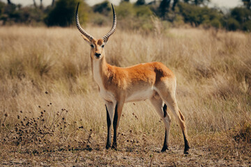 Portrait einer männlichen Letschwe Antilope (Kobus leche) am Ufer des Kwando River, Caprivi, Namibia