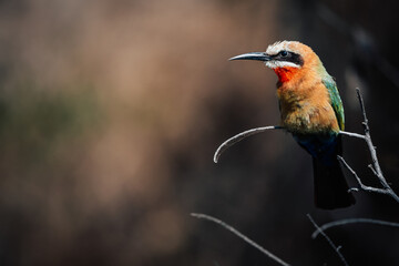 Weissstirnspint, Bienenfresser (Merops bullockoides), Kwando River, Caprivi, Namibia, Afrika