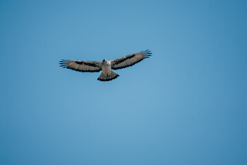 Fischadler im Flug am Ufer des Kwando (Caprivi, Namibia)