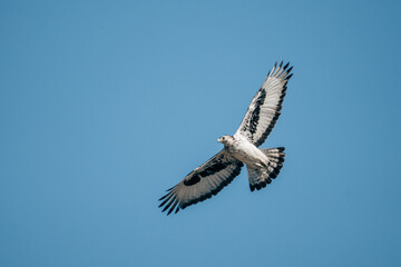 Fischadler im Flug am Ufer des Kwando (Caprivi, Namibia)