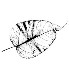 leaf sketch drawing for template